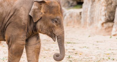 EEHV vaccine for Asian elephants has trial breakthrough